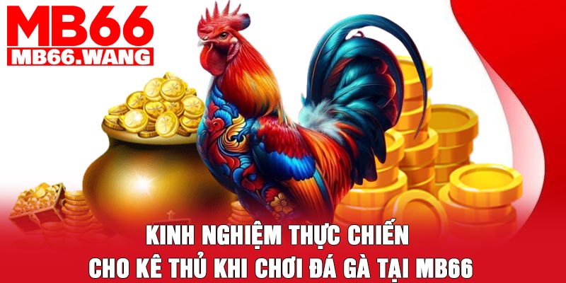 Kinh nghiệm thực chiến cho kê thủ khi chơi đá gà tại MB66